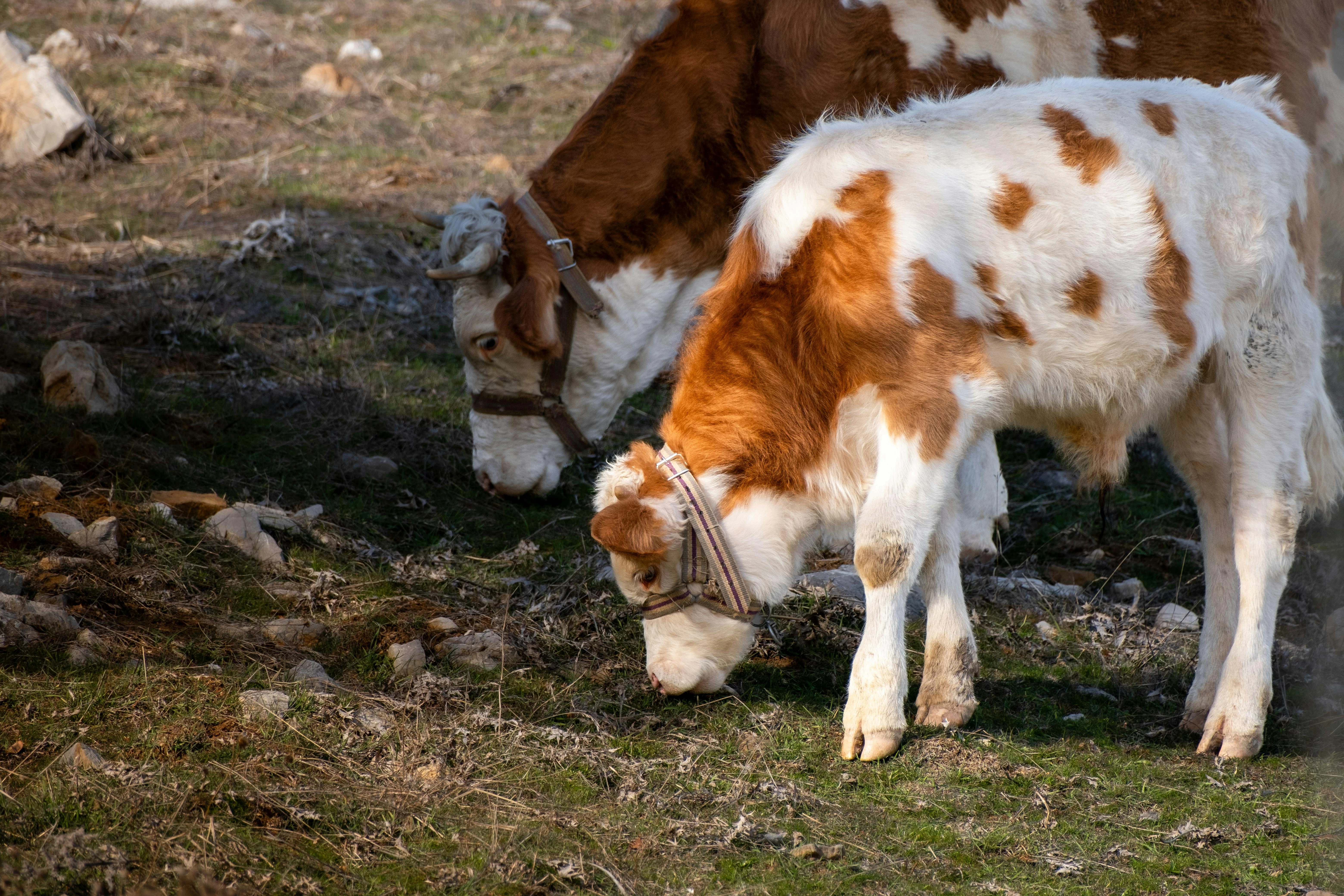 Indian cow (gir cow) portrait in a village farm