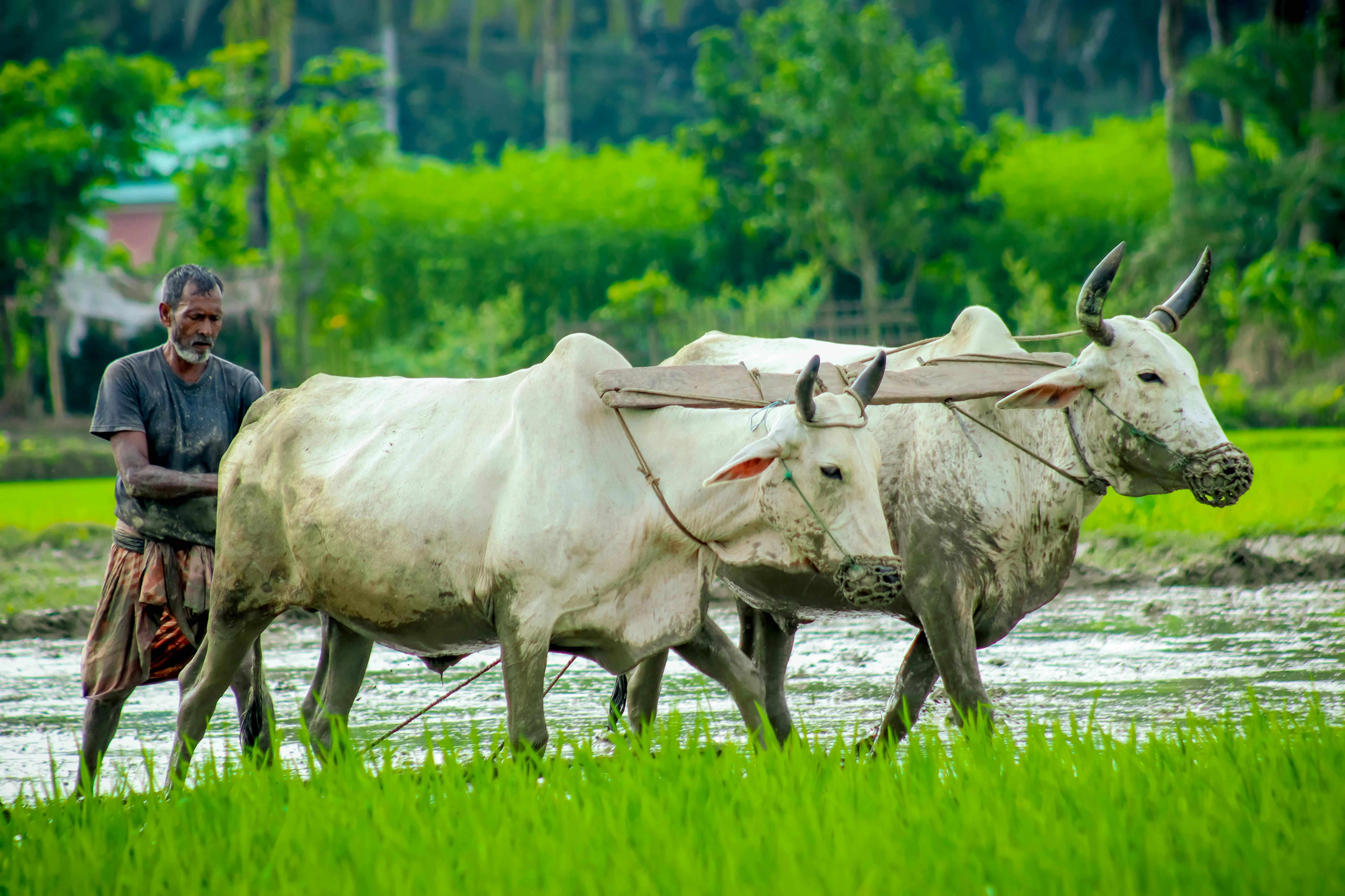 Farmer ploughing