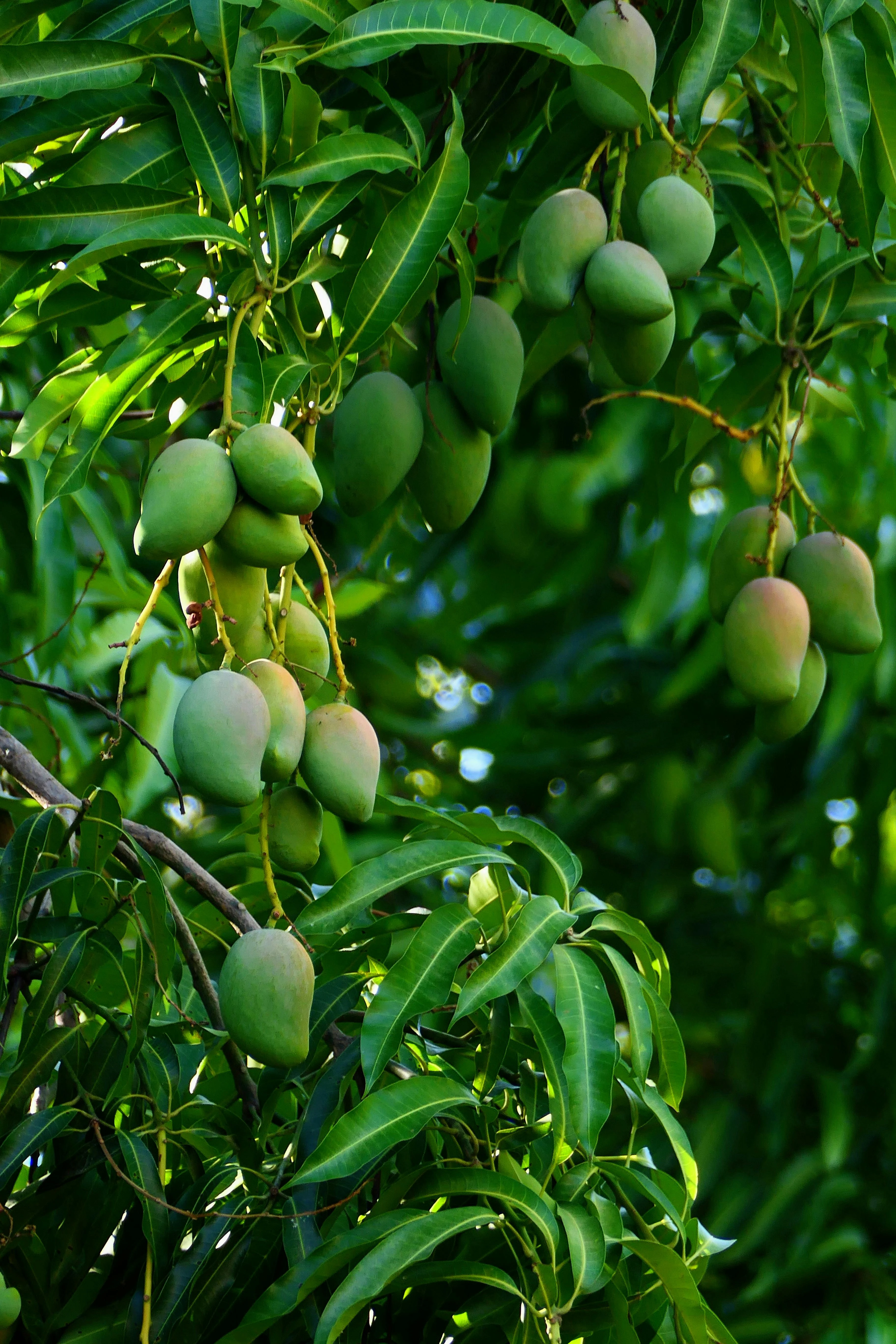 Mango farm